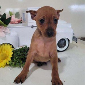 Miniature Pinscher 4494