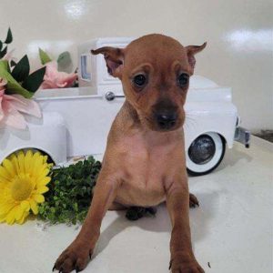 Miniature Pinscher 4533