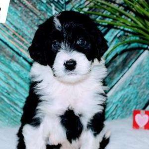 Portuguese Water Dog 2355