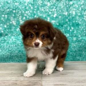 Toy Australian Shepherd x Mini Australian Shepherd 8034