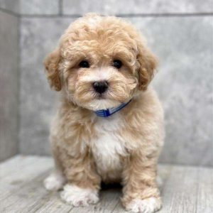 Cavachon 3730