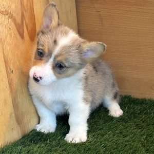 Pembroke Welsh Corgi 9325