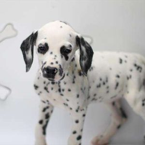 Dalmatian 1842