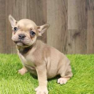 French Bulldog 1403