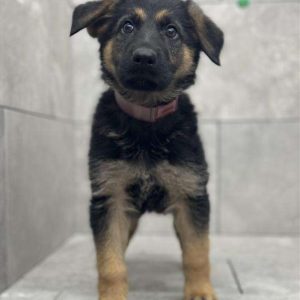 German Shepherd 4973