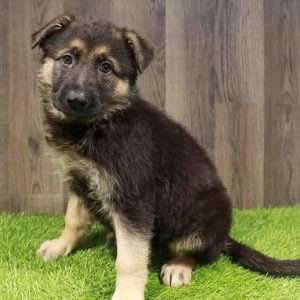 German Shepherd 9750