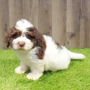 Havanese 9871