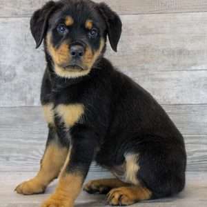 Rottweiler 6777
