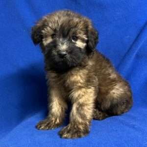 Soft Coated Wheaten 2009