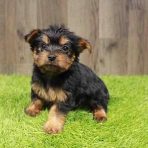 Silky Terrier 1471