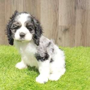 Cocker Spaniel 1577