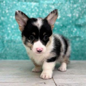 Pembroke Welsh Corgi 3457