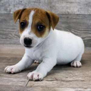 Jack Russell 0240