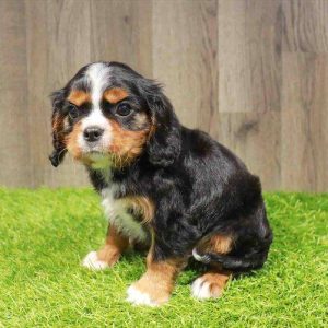Cavalier King Charles 3984
