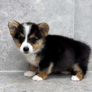 Pembroke Welsh Corgi 3588