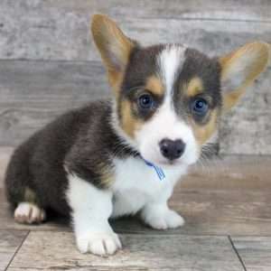 Pembroke Welsh Corgi 6796