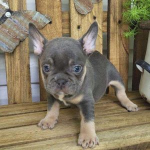 French Bulldog 4354