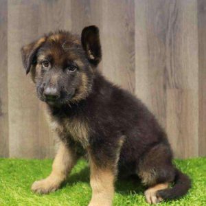 German Shepherd 4096