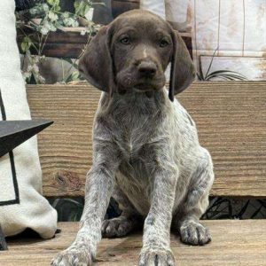 German Shorthaired Pointer 0302