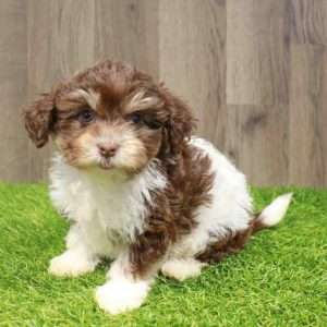 Havanese 3706