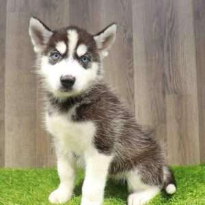 Siberian Husky 4278