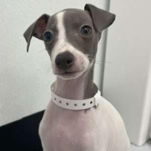 Italian Greyhound 9552
