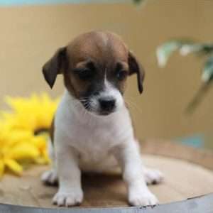 Jack Russell Terrier 2458