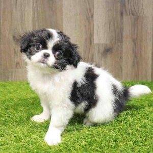 Japanese Chin 4403