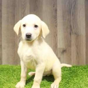 Labrador Retriever 4010