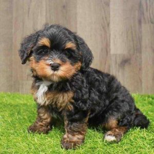 Mini Bernedoodle 2961