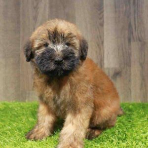 Soft Coated Wheaten 3931