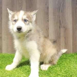 Siberian Husky 4345