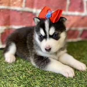 Siberian Husky 8123
