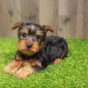 Silky Terrier 1589