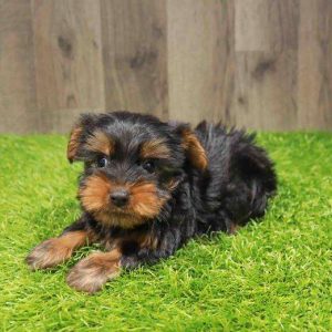 Silky Terrier 1594