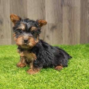 Silky Terrier 4286