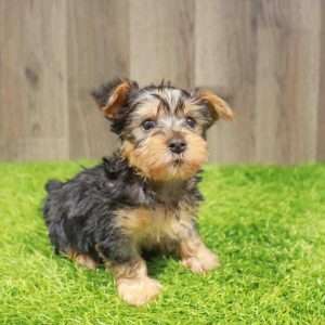 Silky Terrier 4298