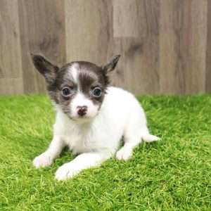Chihuahua 4301