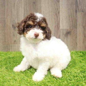 Mini Poodle 5275