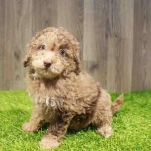 Mini Poodle/Bernedoodle 1530