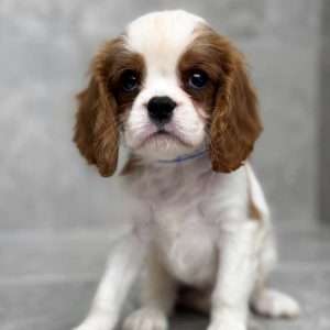 Cavalier King Charles 3502