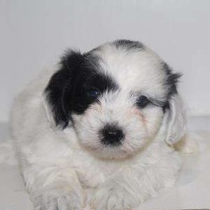 Coton De Tulear 0765