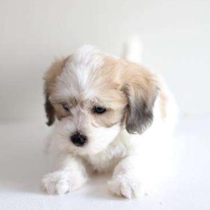 Coton De Tulear 2190