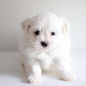 Coton De Tulear 2295