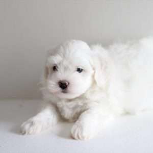 Coton De Tulear 5691