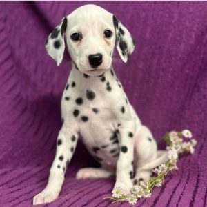 Dalmatian 1446