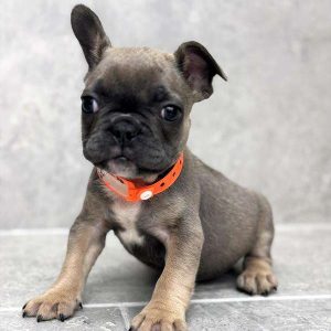 French Bulldog 3581