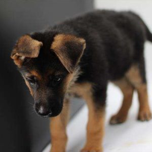 German Shepherd 5666