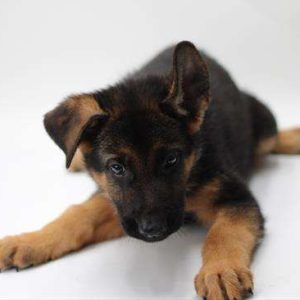 German Shepherd 5813