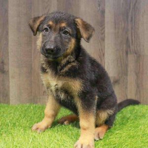 German Shepherd 6493